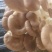 食用菌凤尾菇
