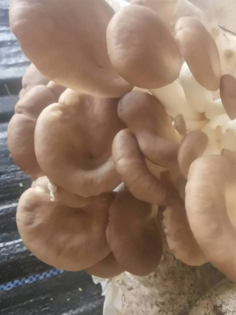 食用菌凤尾菇