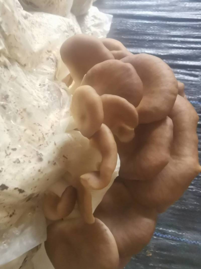 食用菌凤尾菇