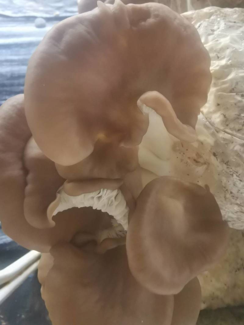 食用菌凤尾菇