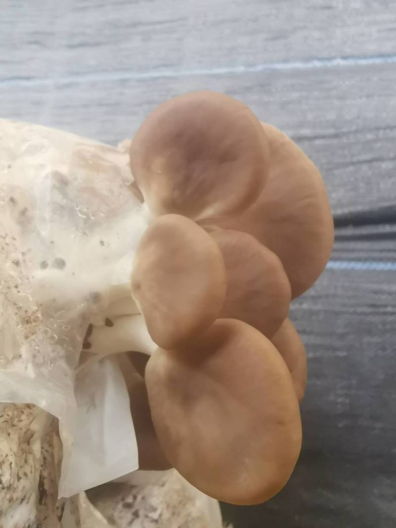 食用菌凤尾菇