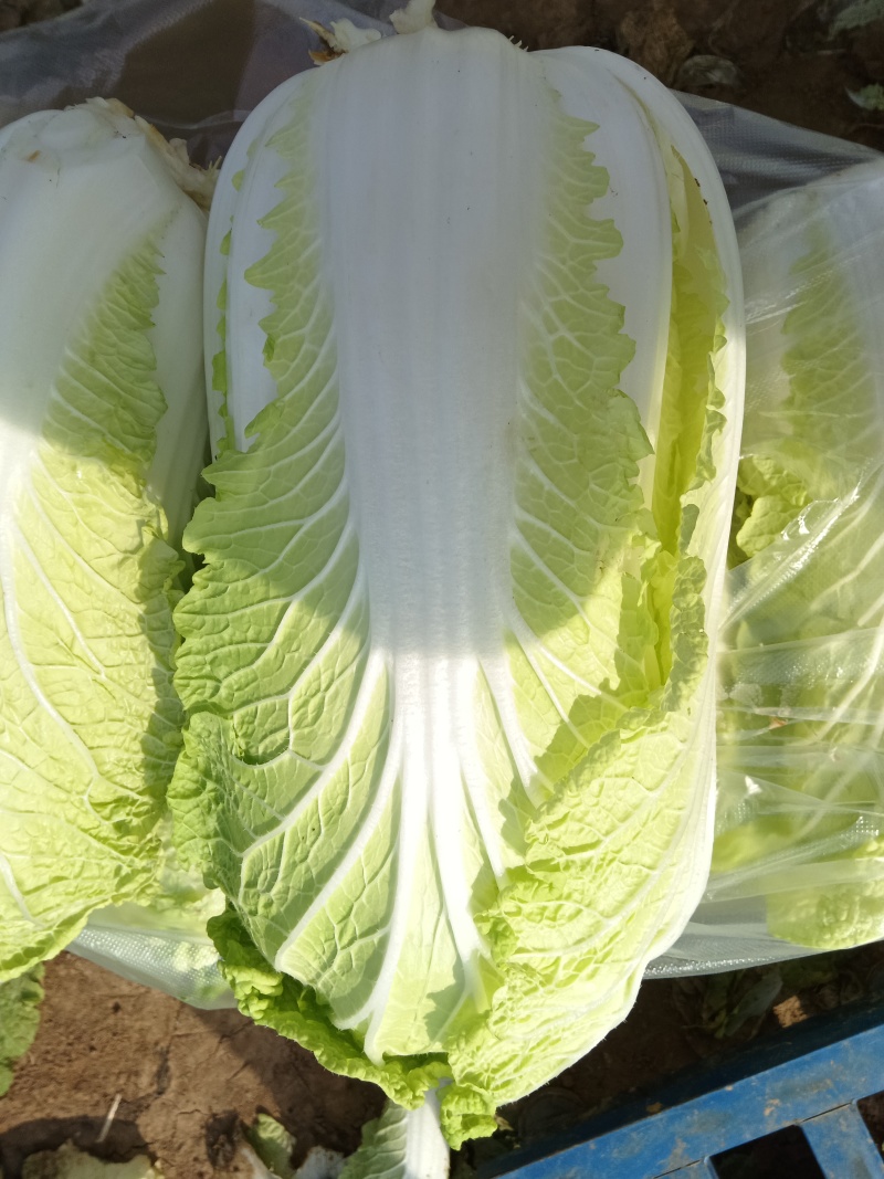 新鲜大娃娃菜上市