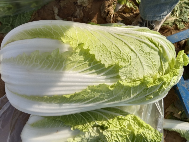 新鲜大娃娃菜上市