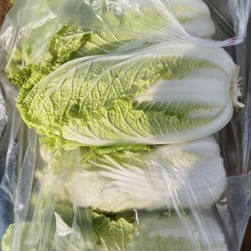 新鲜大娃娃菜上市