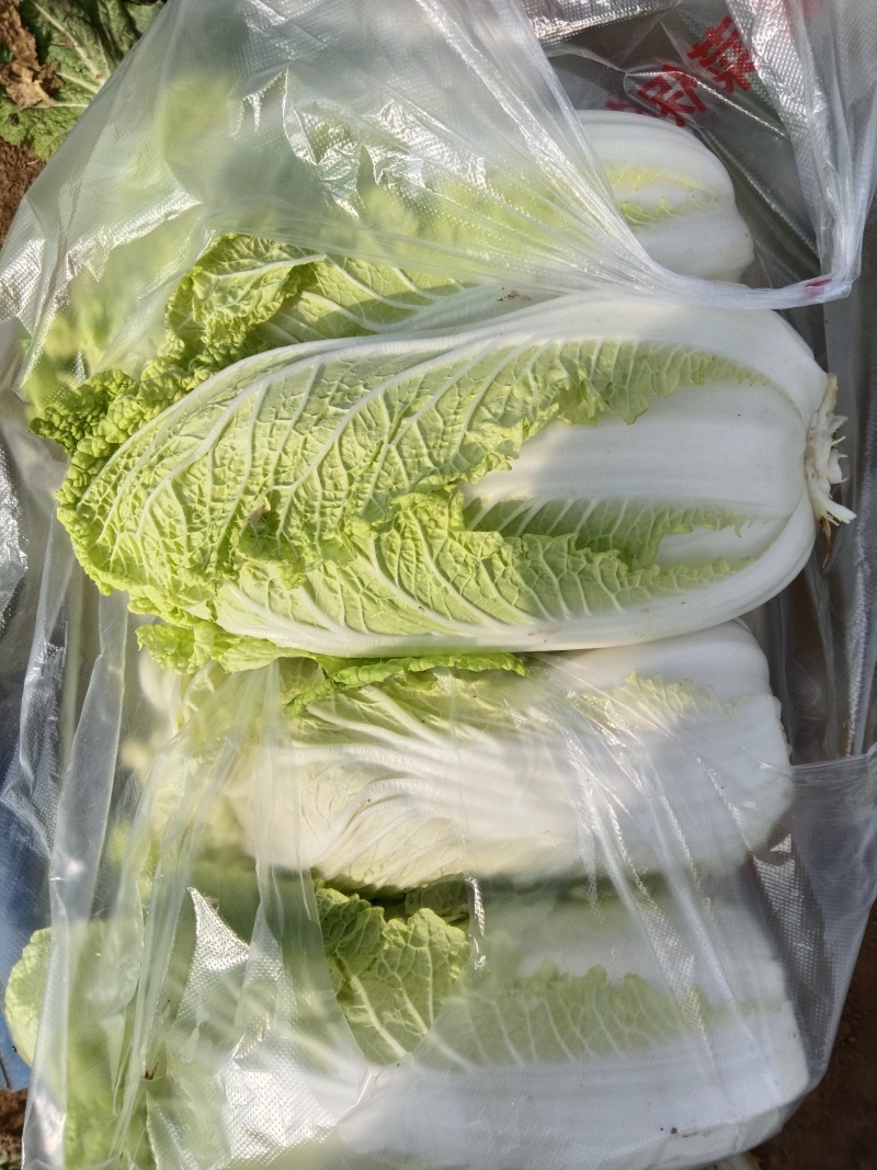 新鲜大娃娃菜上市