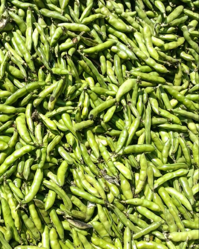 鲜蚕豆。胡豆