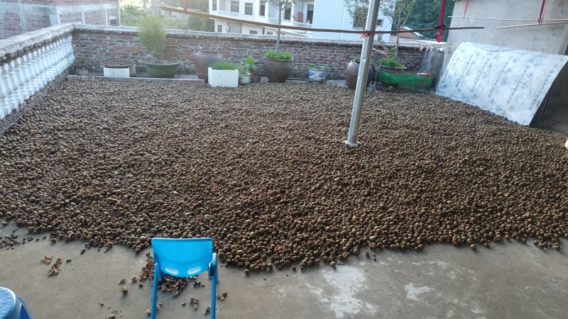 本地正宗山茶籽油，无任何添加，现榨现卖。有需要的联系！