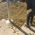 本地正宗山茶籽油，无任何添加，现榨现卖。有需要的联系！