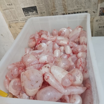 鲤鱼鱼籽鱼泡