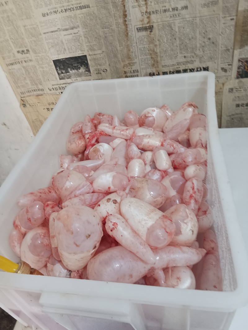鲤鱼鱼籽鱼泡
