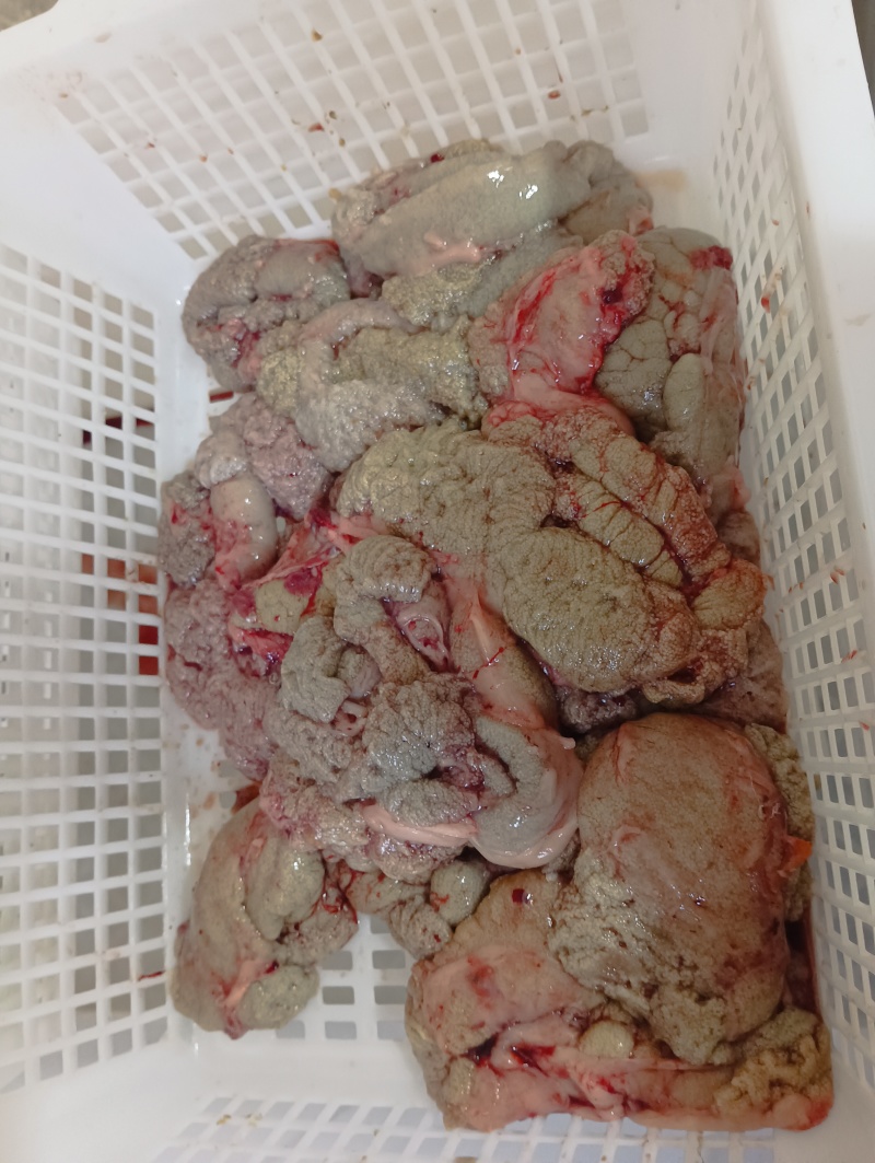 鲤鱼鱼籽鱼泡