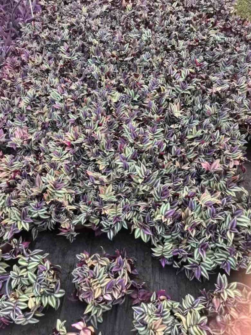 紫罗兰