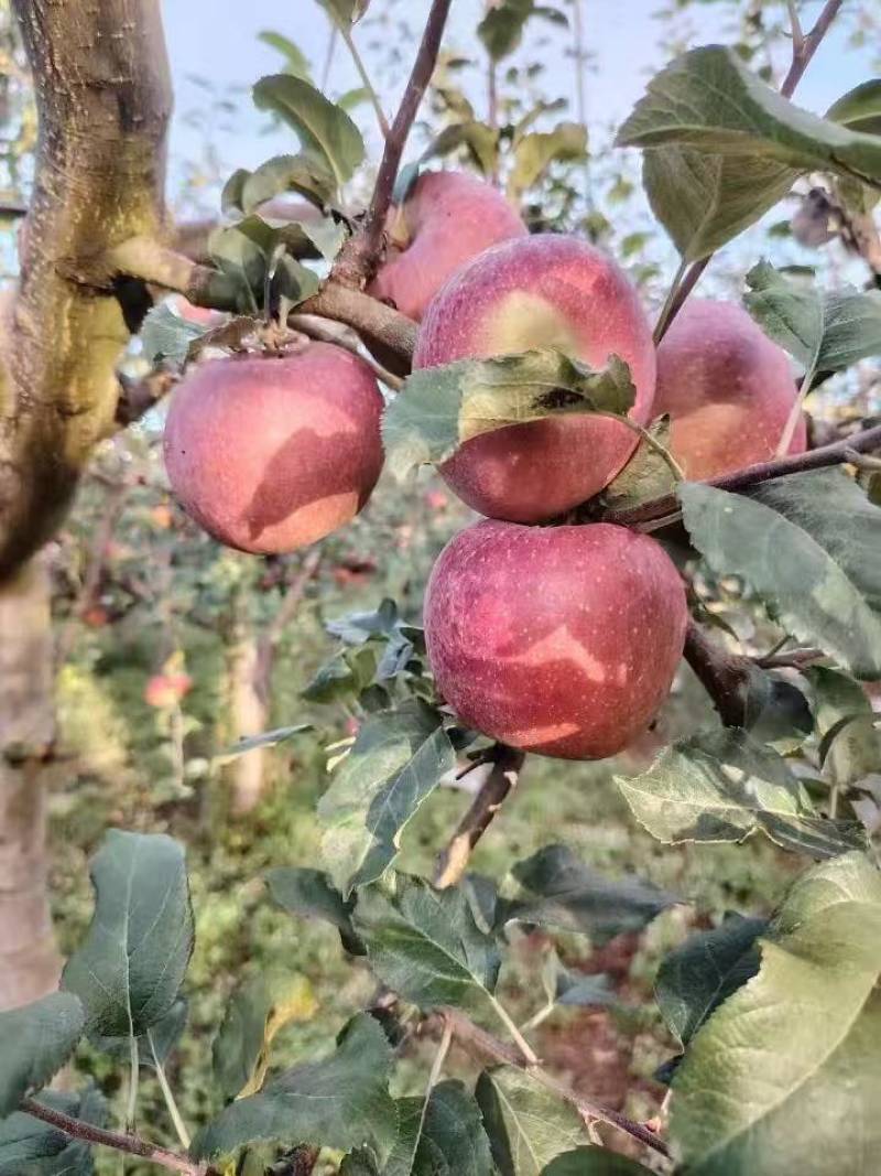 糖心苹果