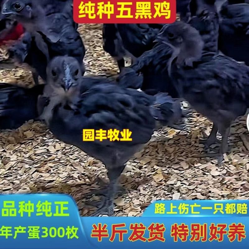 买1000送200五黑鸡苗包防疫包运输送货上门满意付款