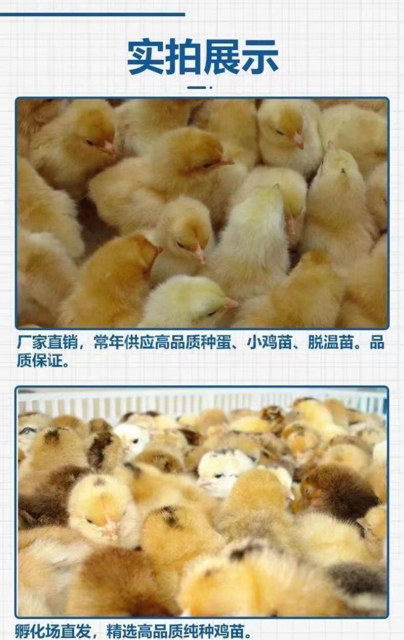 买1000送200三黄鸡苗包防疫包运输送货上门满意付款