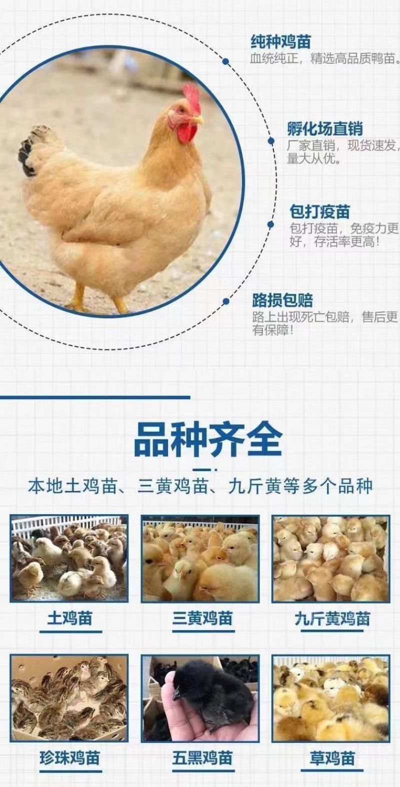 买1000送200三黄鸡苗包防疫包运输送货上门满意付款