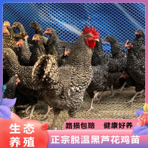 买1000送200芦花鸡苗包防疫包运输送货上门满意付款