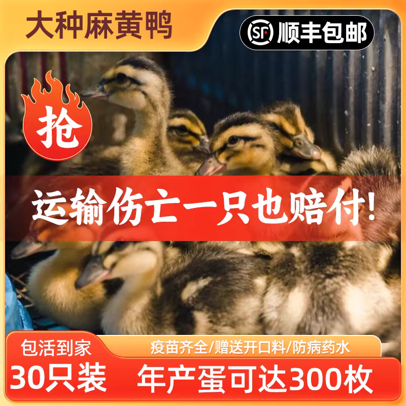 买1000送200麻鸭苗包防疫包运输送货上门满意付款