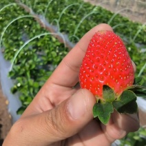 云南冬季草莓牛奶草莓纯甜品种丰富产地优势