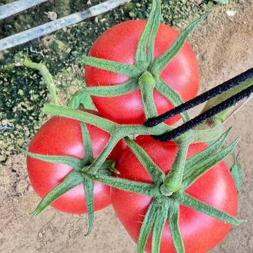 番茄西红柿大量现货价格低廉