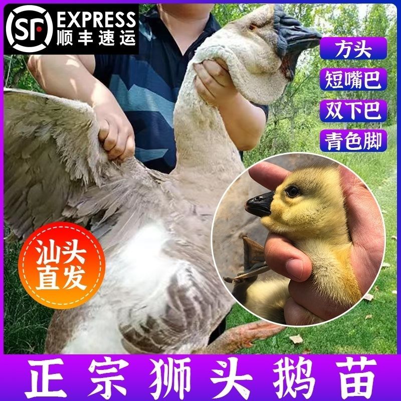 买1000送200狮头鹅苗包防疫包运输送货上门满意付款