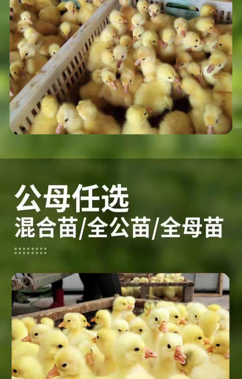 买1000送200三花鹅苗包防疫包运输送货上门满意付款