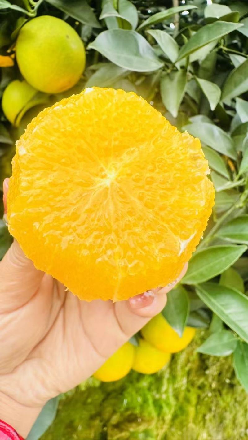 冰糖橙花斑果、好货供应