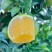 冰糖橙花斑果、好货供应