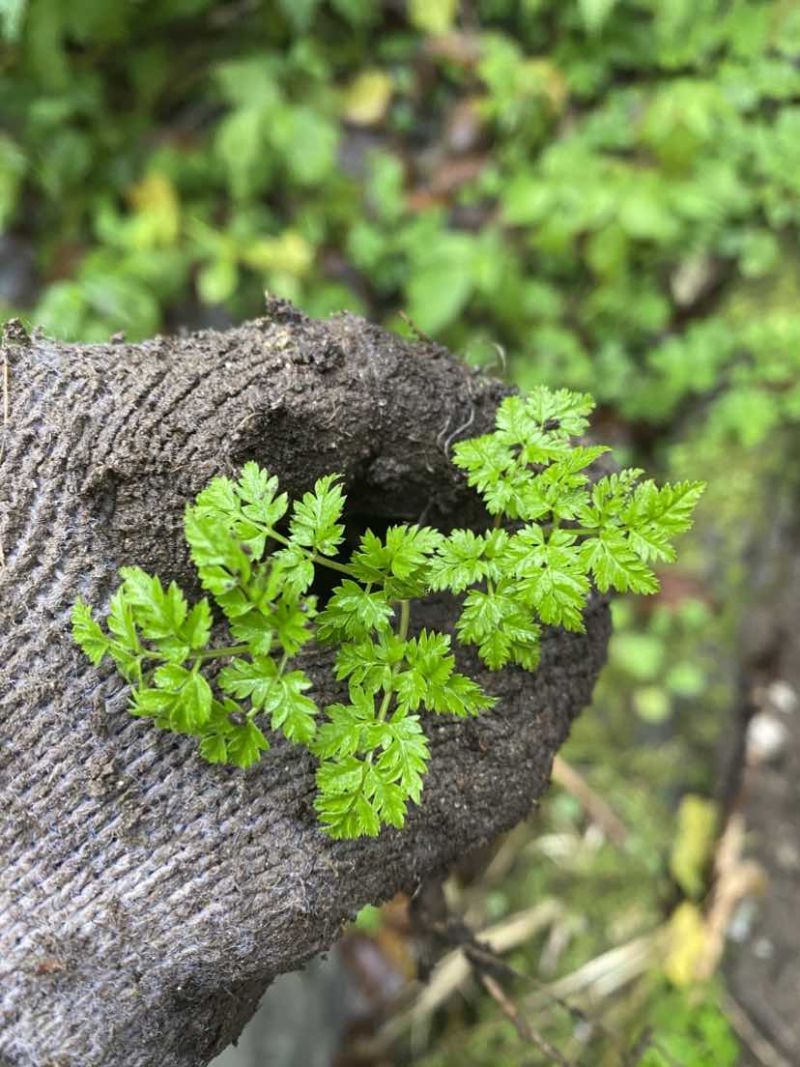 大量野生峨参，需要的联系