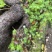 大量野生峨参，需要的联系