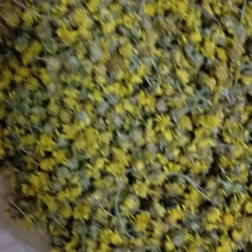 野菊花