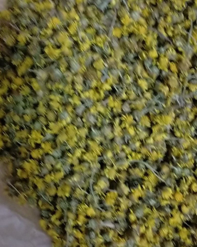 野菊花