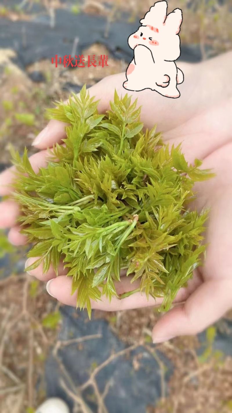 张家界莓茶