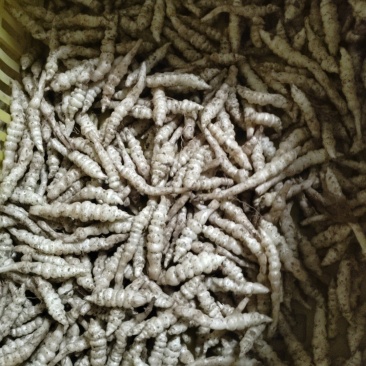 螺丝菜