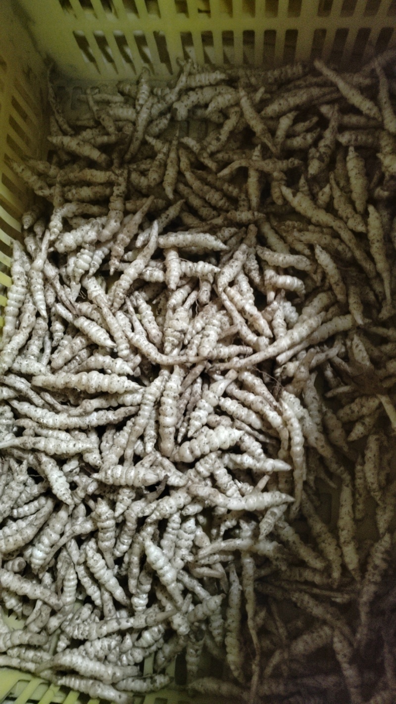 螺丝菜
