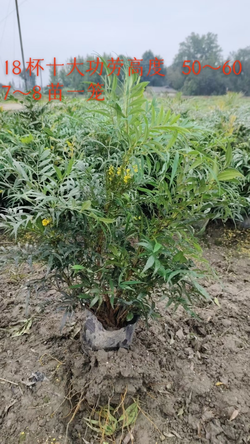 18杯十大功劳，高度50～70