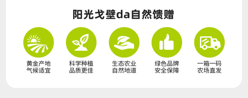 条山酥梨，早酥梨，做电商支持一件代发，产地直发3公斤25.4