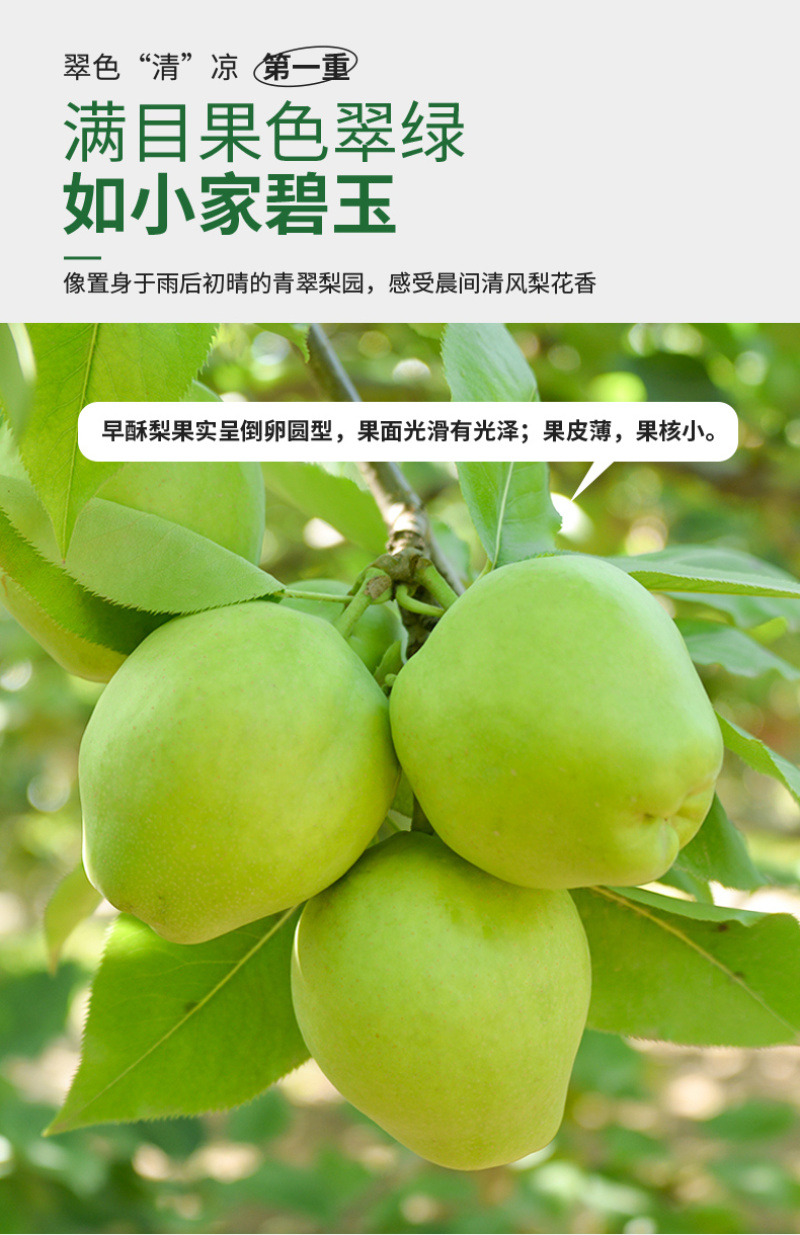 条山酥梨，早酥梨，做电商支持一件代发，产地直发3公斤25.4