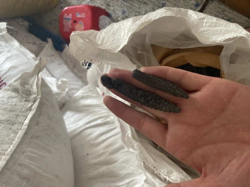 小刺秃，刺秃参，电商爆品，规格齐全，量大从优，可独立。
