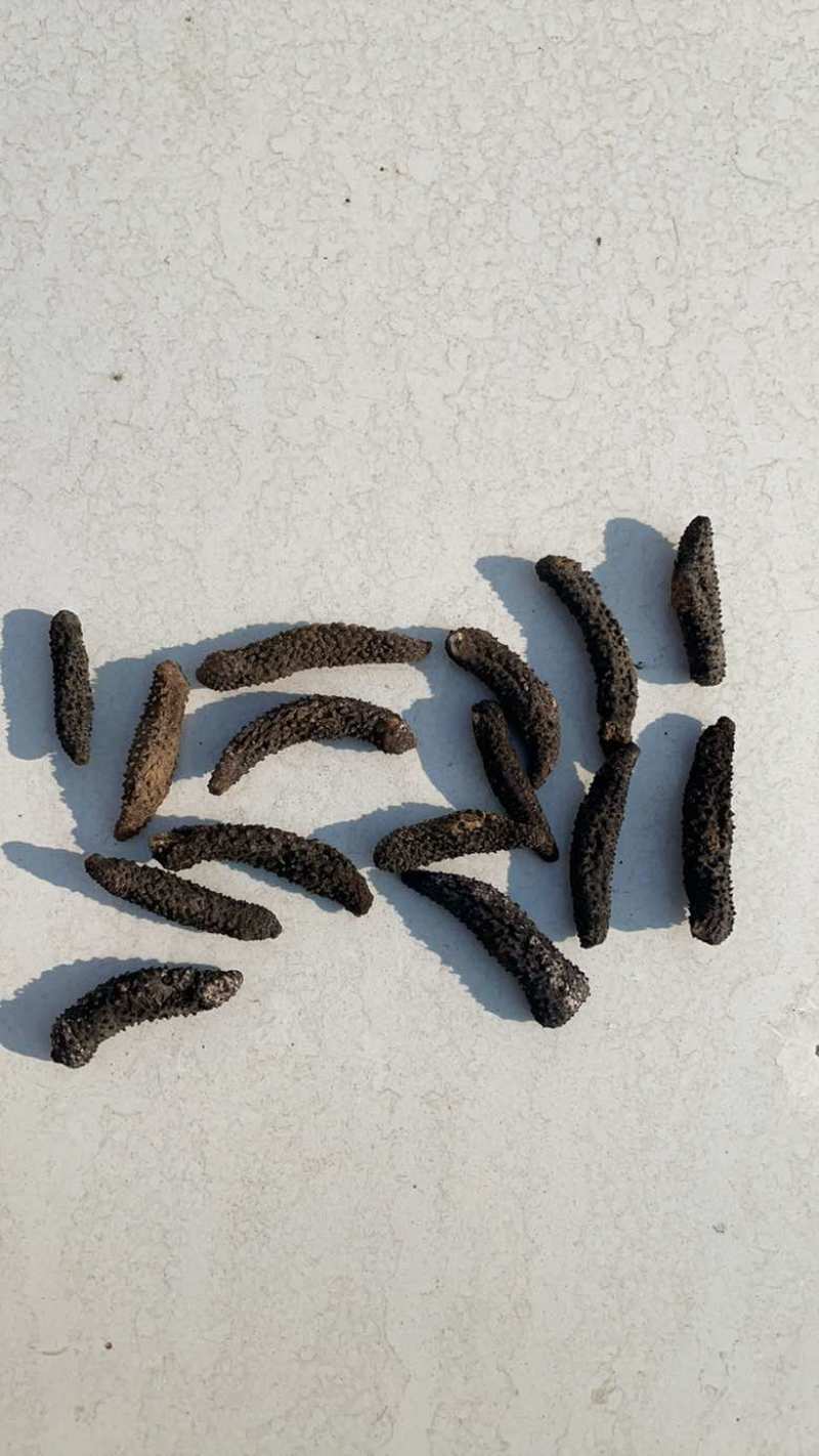 小刺秃，刺秃参，电商爆品，规格齐全，量大从优，可独立。