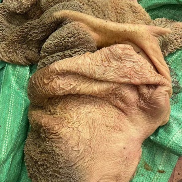 生鲜牛大肚清洗干净品质保证一手货源充足