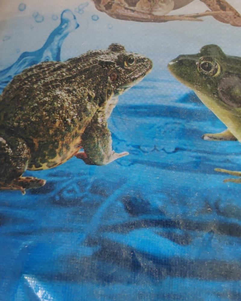 黑斑蛙