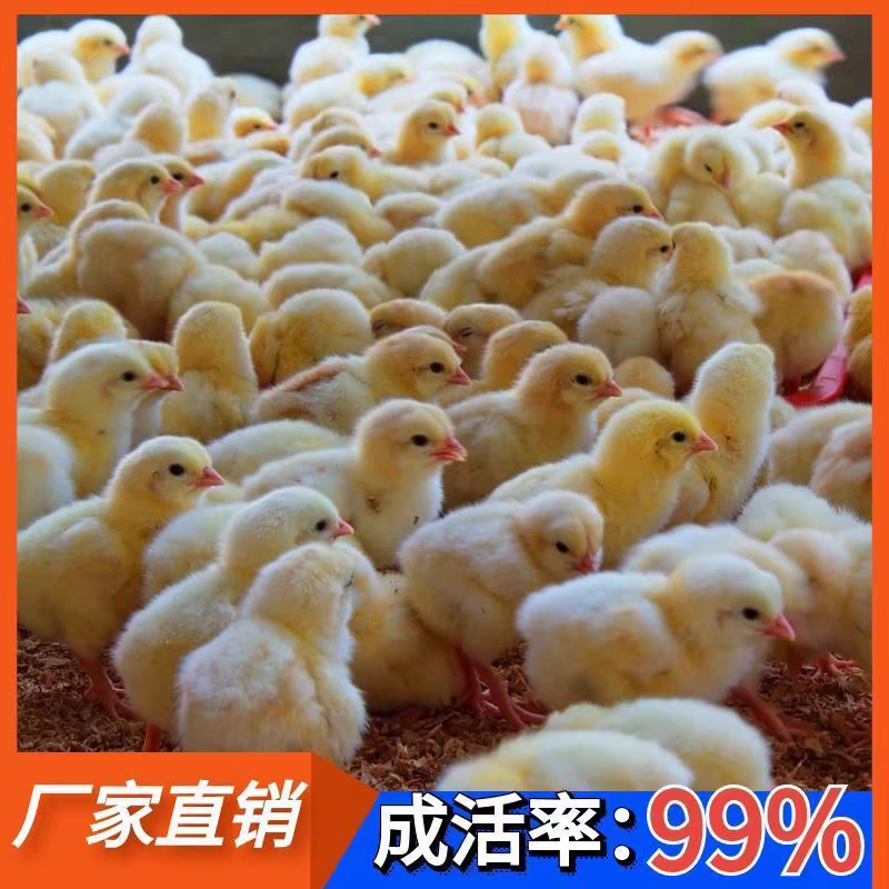 麻鸡苗诚信商家包防疫买1000送200先养殖后付款