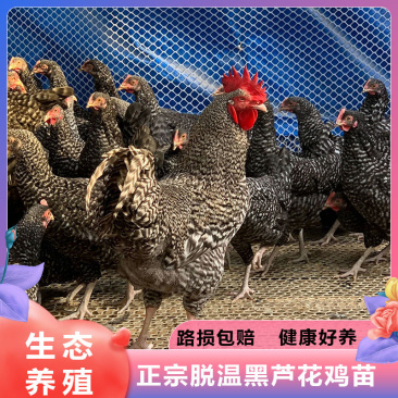 芦花鸡苗诚信商家包防疫买1000送200先养殖后付款