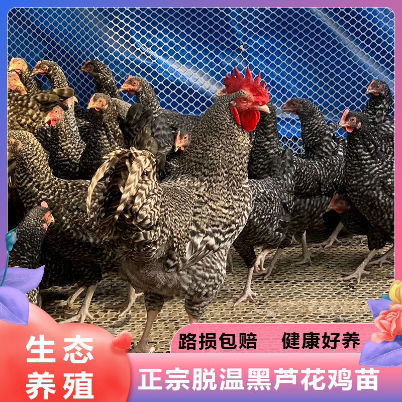 芦花鸡苗诚信商家包防疫买1000送200先养殖后付款