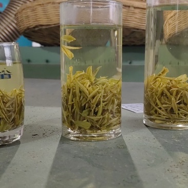 舒城小兰花茶叶