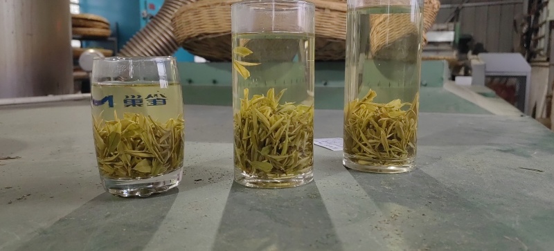 舒城小兰花茶叶
