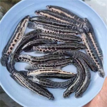 鲶鱼