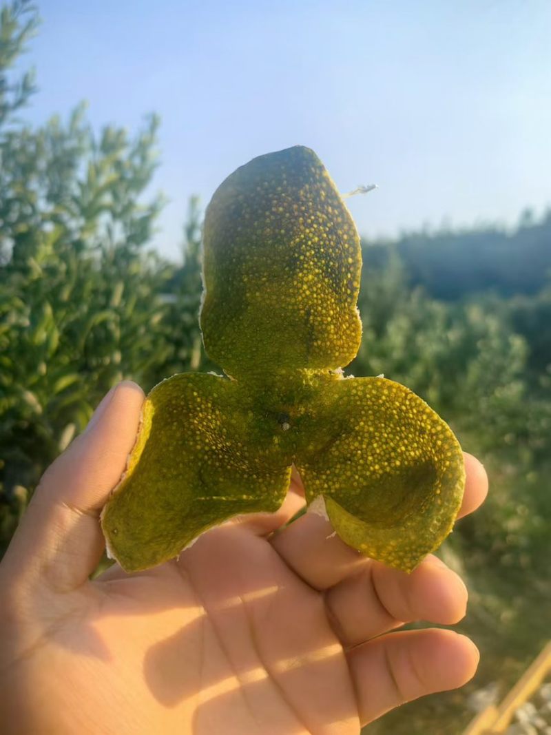 正品鲜果陈皮原产地直供价格美丽***********