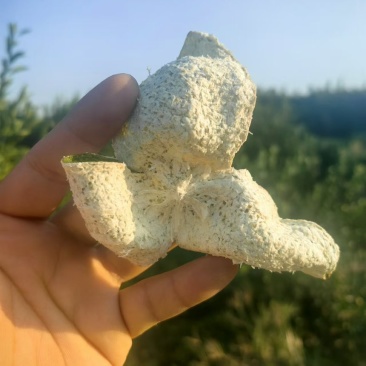 正品鲜果陈皮原产地直供价格美丽***********